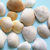 Genuine Undrilled Natural Sea Shells (lot of 30)