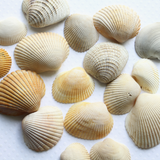 Genuine Undrilled Natural Sea Shells