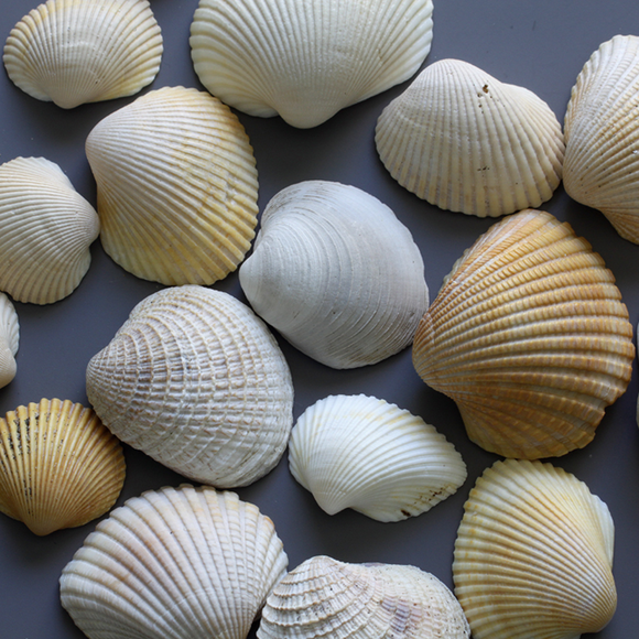 Genuine Undrilled Natural Sea Shells