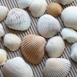 Genuine Undrilled Natural Sea Shells (lot of 30)